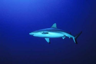 requin plongée maldives