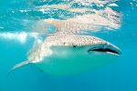 Requin Baleine plongée djibouti