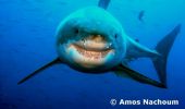 photo plongée requin blanc