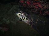 tortue plongée thaïlande