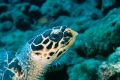 tortue plongee maldives