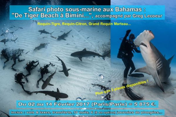 séjour plongée aux Bahamas à la rencontre des requins