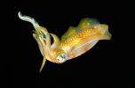 calamar plongée maldives