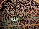 gorgone sous marine