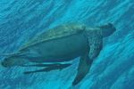 tortue plongée negros