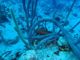 éponges sous-marines Bahamas