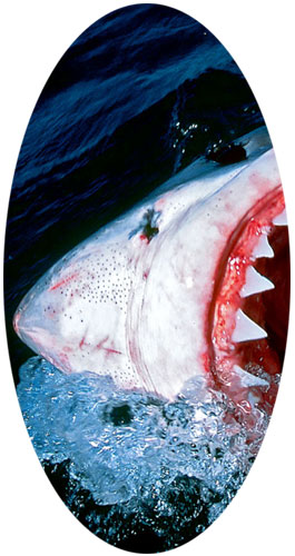 plongée requins blancs afrique du sud