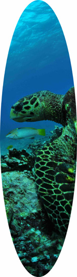 plongée seychelles