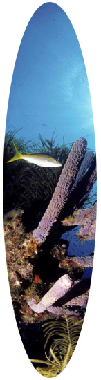 plongée sous-marine mexique yacatan