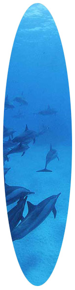 croisière plongée mer rouge Egypte et dauphins