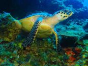 tortue en plongée bahamas