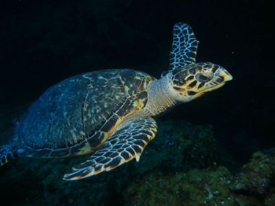 tortue aux Bahamas