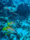 faune sous-marine aux Bahamas